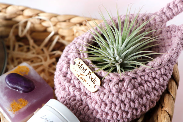 Air Plant / Plant Killer Gift Set - Curated Handmade Gifts